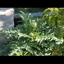 Im Garten wachsen ebenfalls Artischocken und